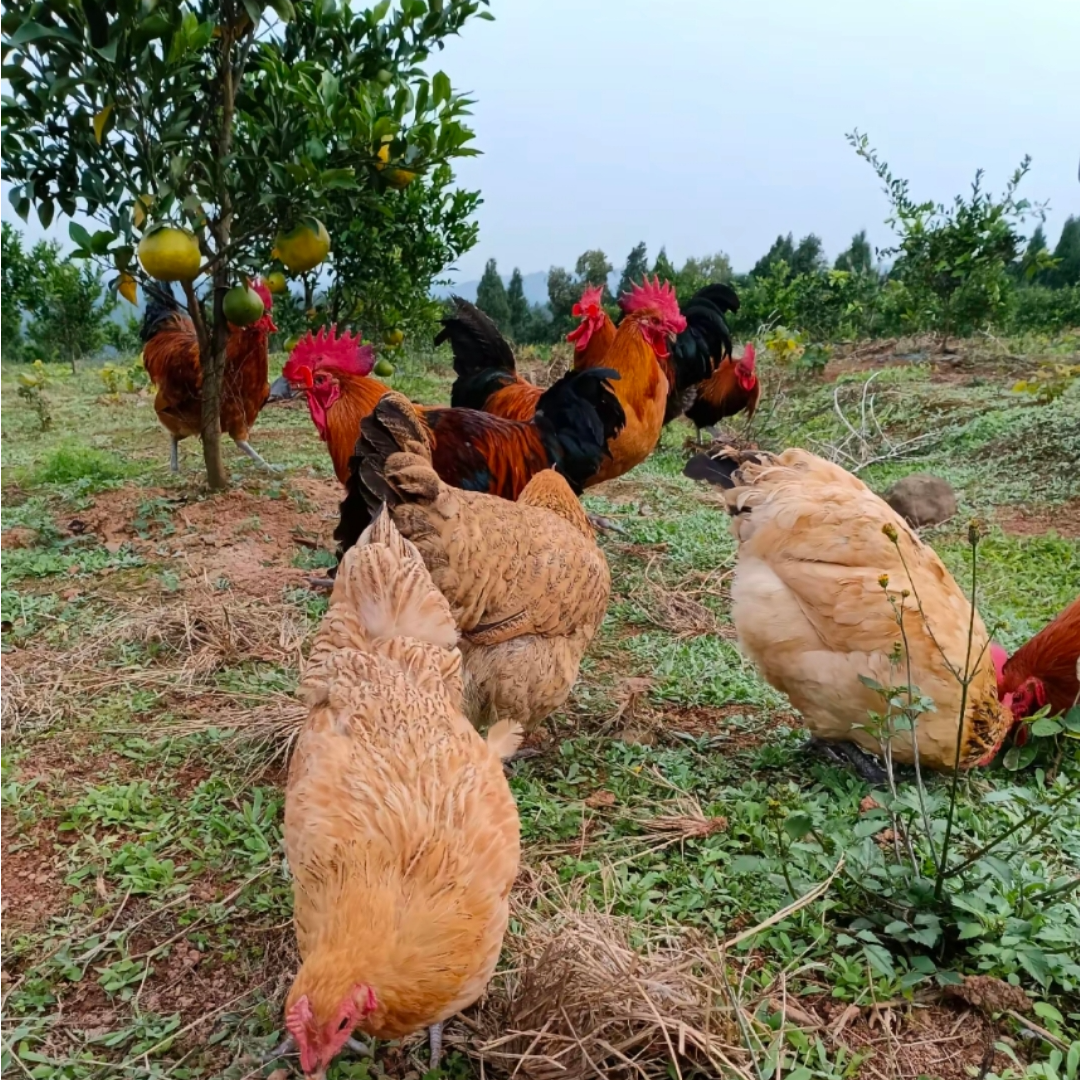 正宗农家散养土鸡+鸭子毛重12-13斤无激素纯自然喂养顺丰冷链现杀
