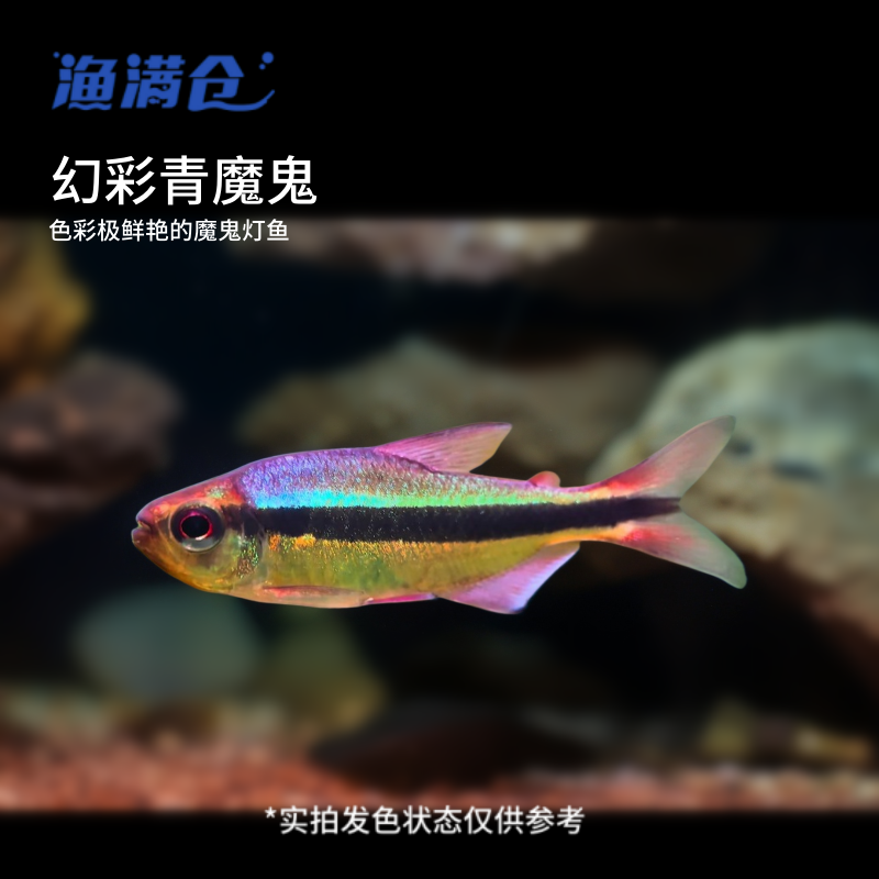 渔满仓小鱼 人工幻彩青魔鬼灯科鱼