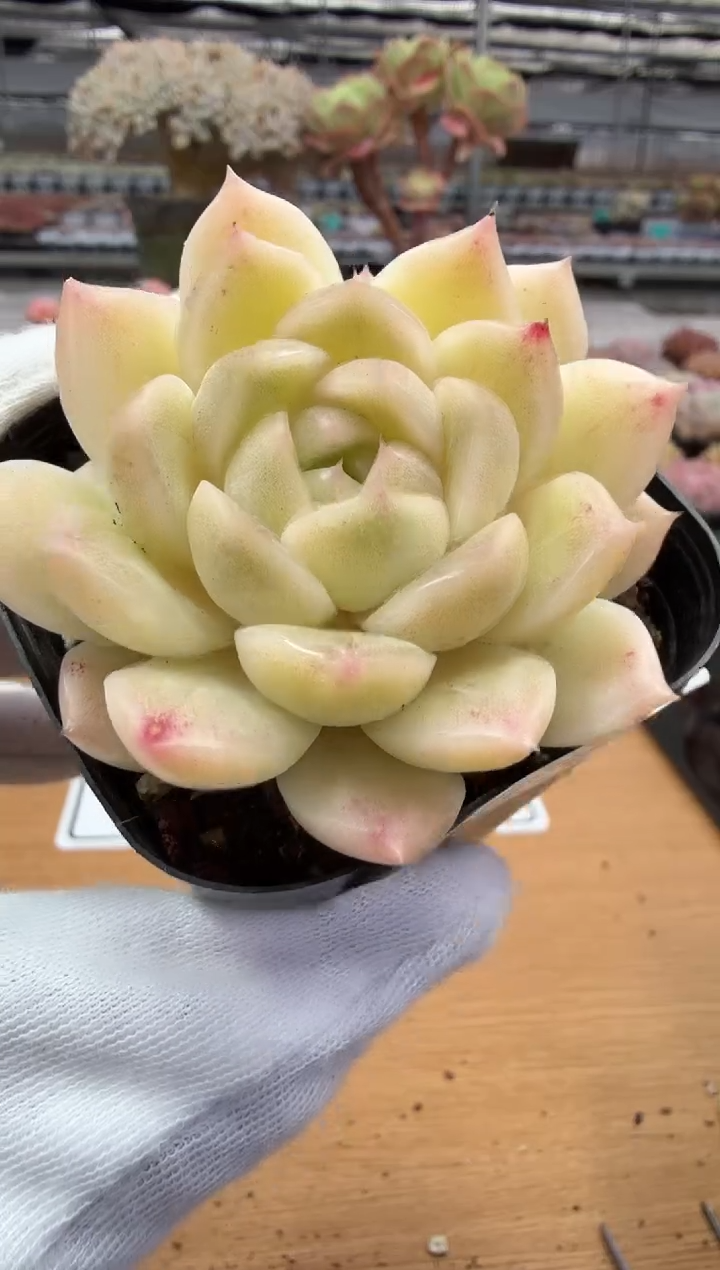 东云多肉园二店-251