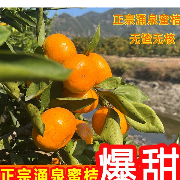 临海涌泉蜜桔橘子涌泉蜜桔【顺丰送货上门】次日达浙江省