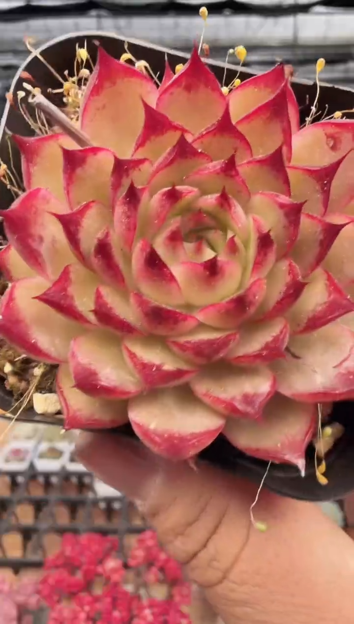 东云多肉园新款-182