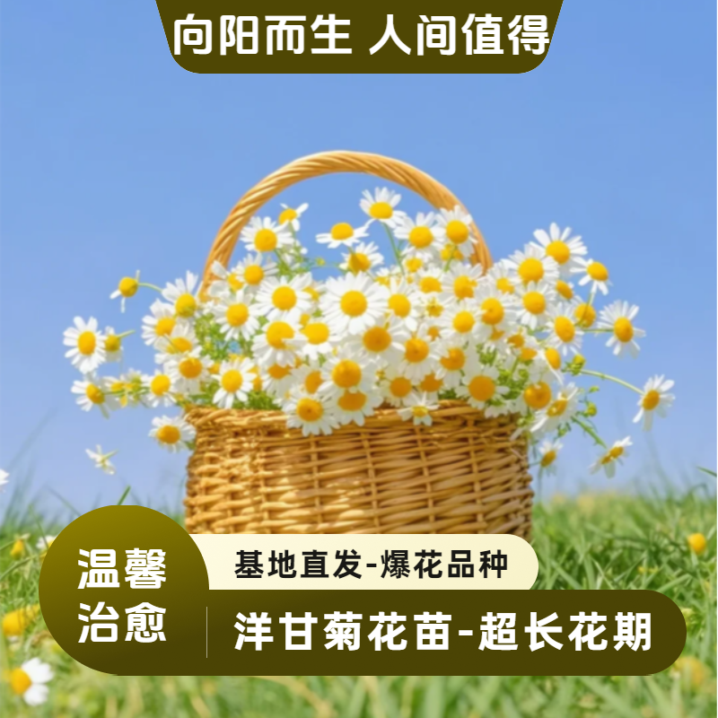 【小雏菊洋甘菊花苗】多年生耐寒耐热花苗花期超长绿植新手容易种植
