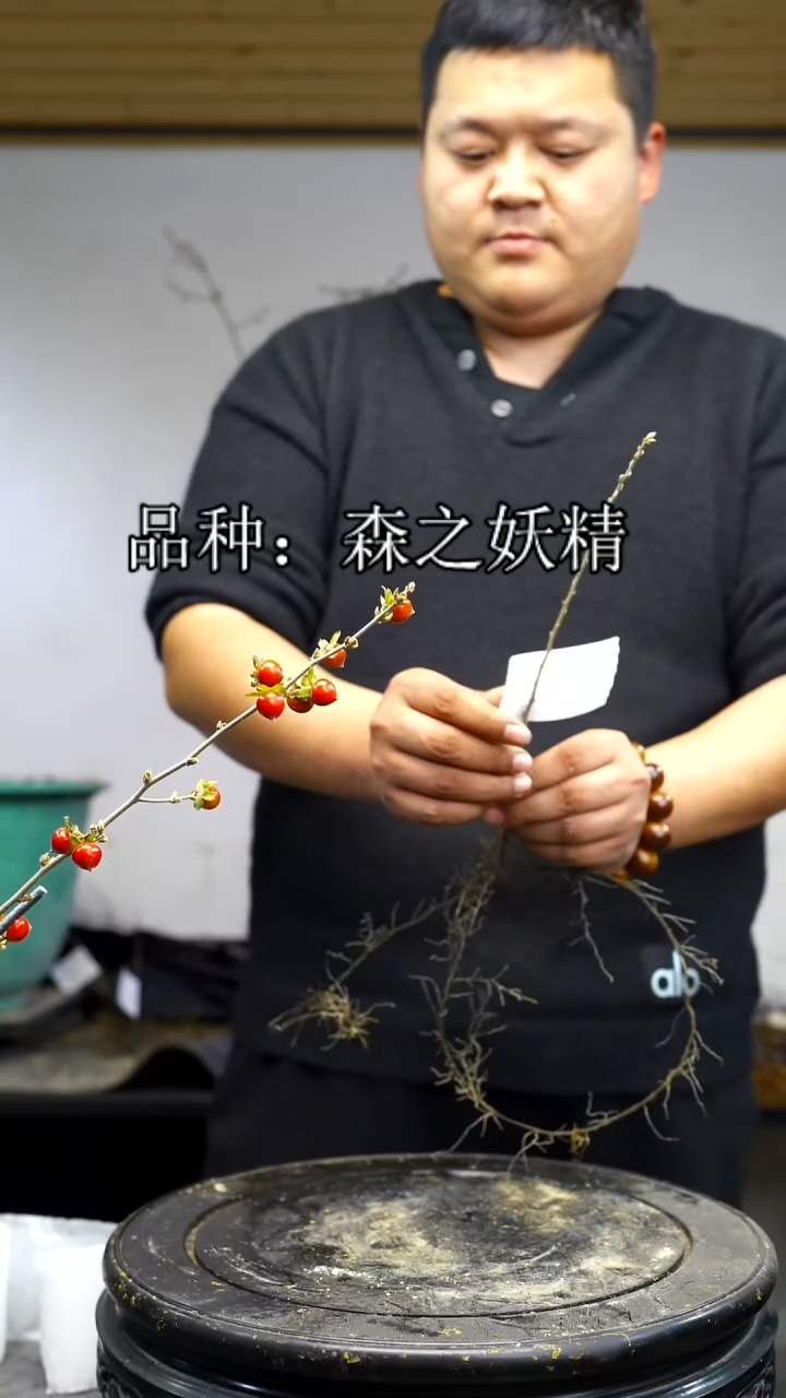 无花朵自***”/420顺丰到付/251218/3森之妖精