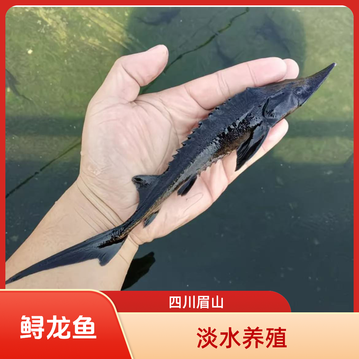 鲟龙鱼  淡水养殖  四川眉山发货