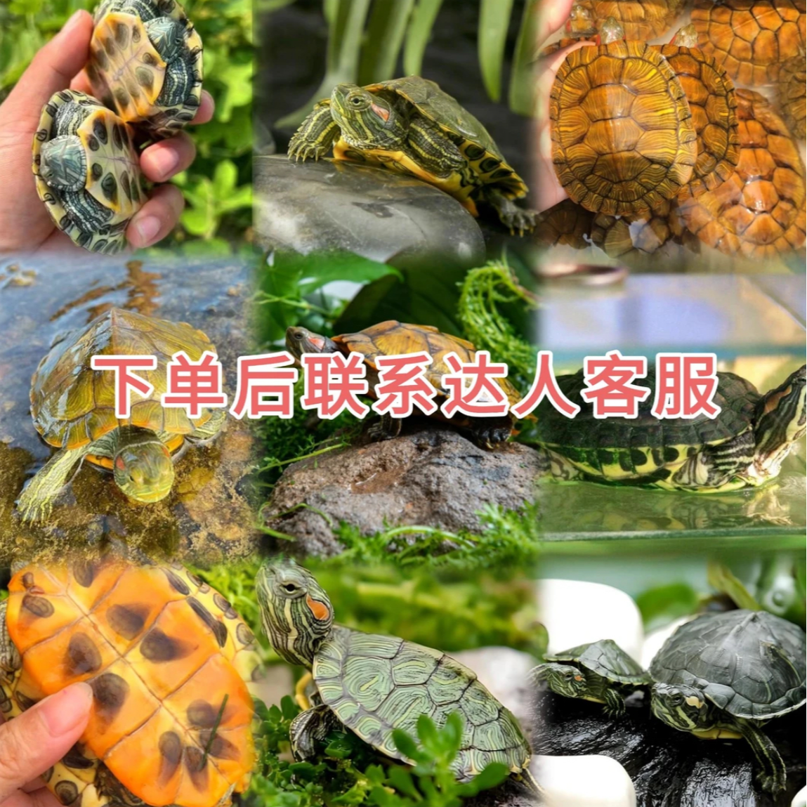 通用活体宠物定金链接（以直播间实物为准）