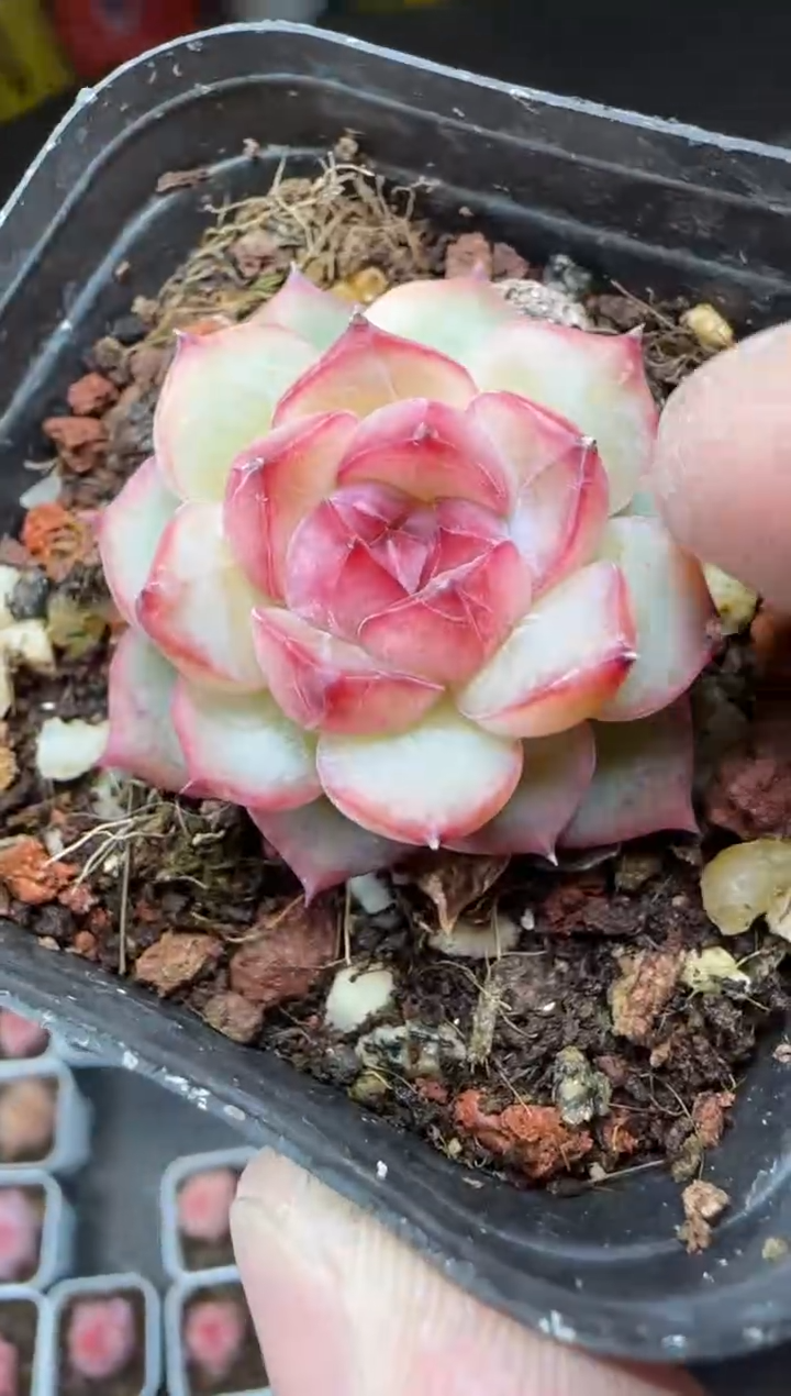 【闪购商品】一物一拍0214—248