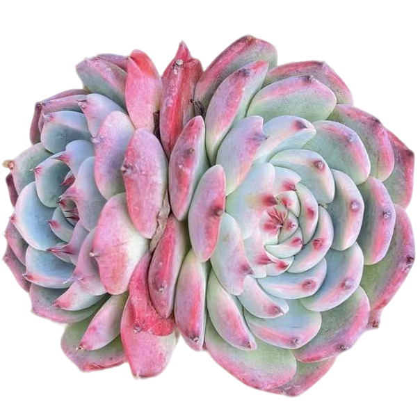 2-3头吉娃娃多肉【满19包邮】