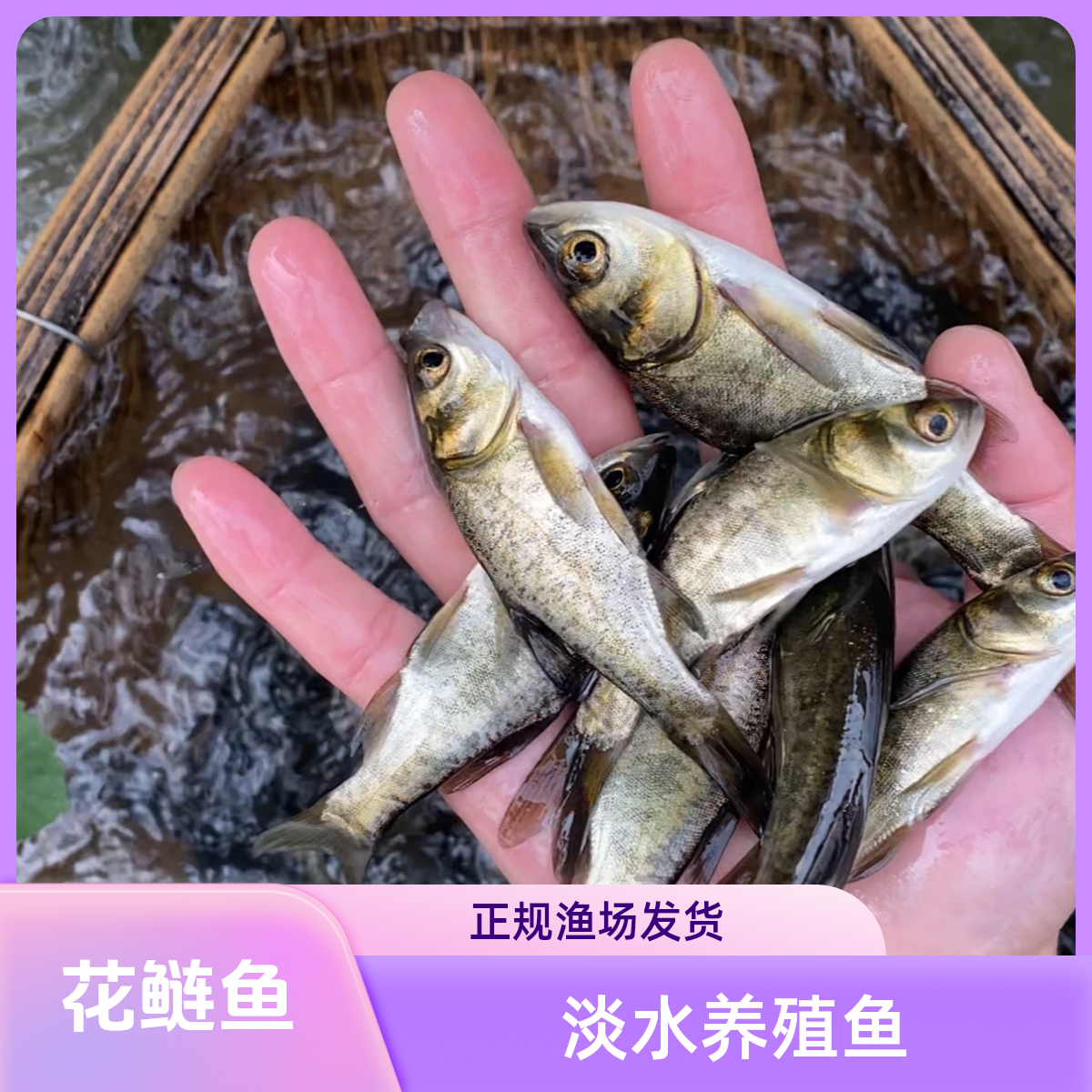 花鲢鱼苗 大头鱼苗 淡水鱼苗 淡水养殖