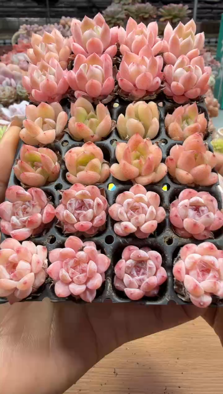 东云多肉园二店-33