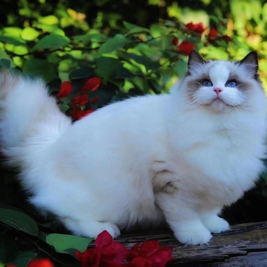 【幺妹活体猫咪甜美系布偶猫动物宠物】具体下单直播间讲解为准