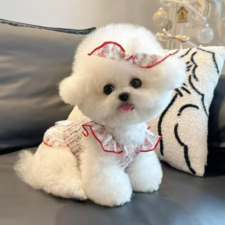 小型犬比熊宠物 衣服   岫流