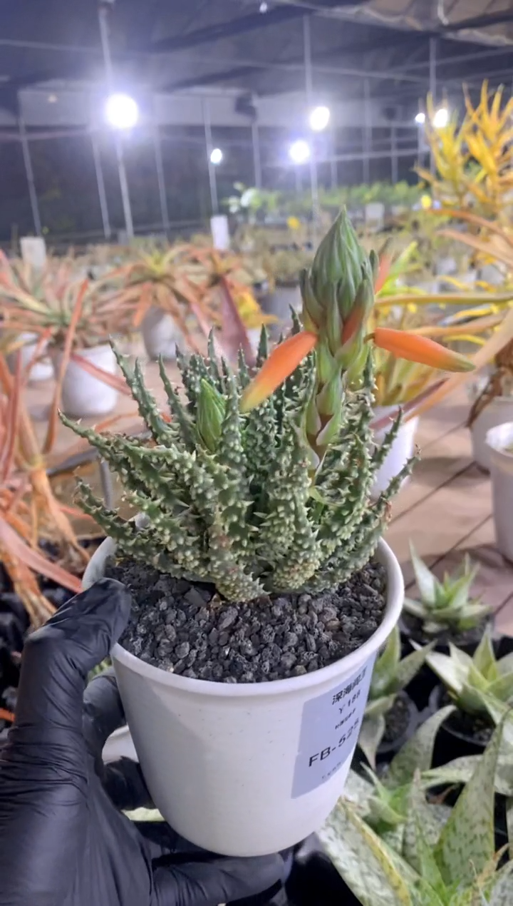 【闪购商品】深海阎王FB-525