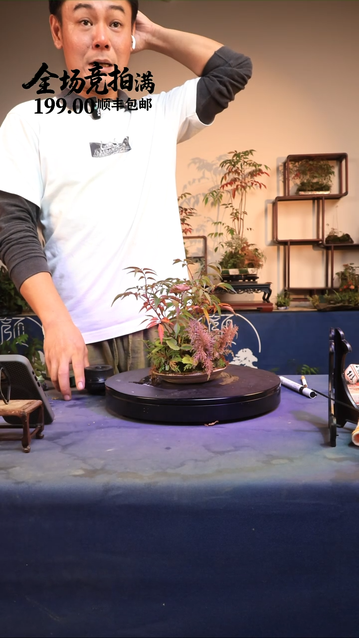 完全开放Y13草本植物 顺丰到付