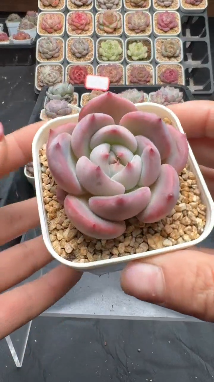 【闪购商品】814号珍妮多肉一物一拍3单包邮