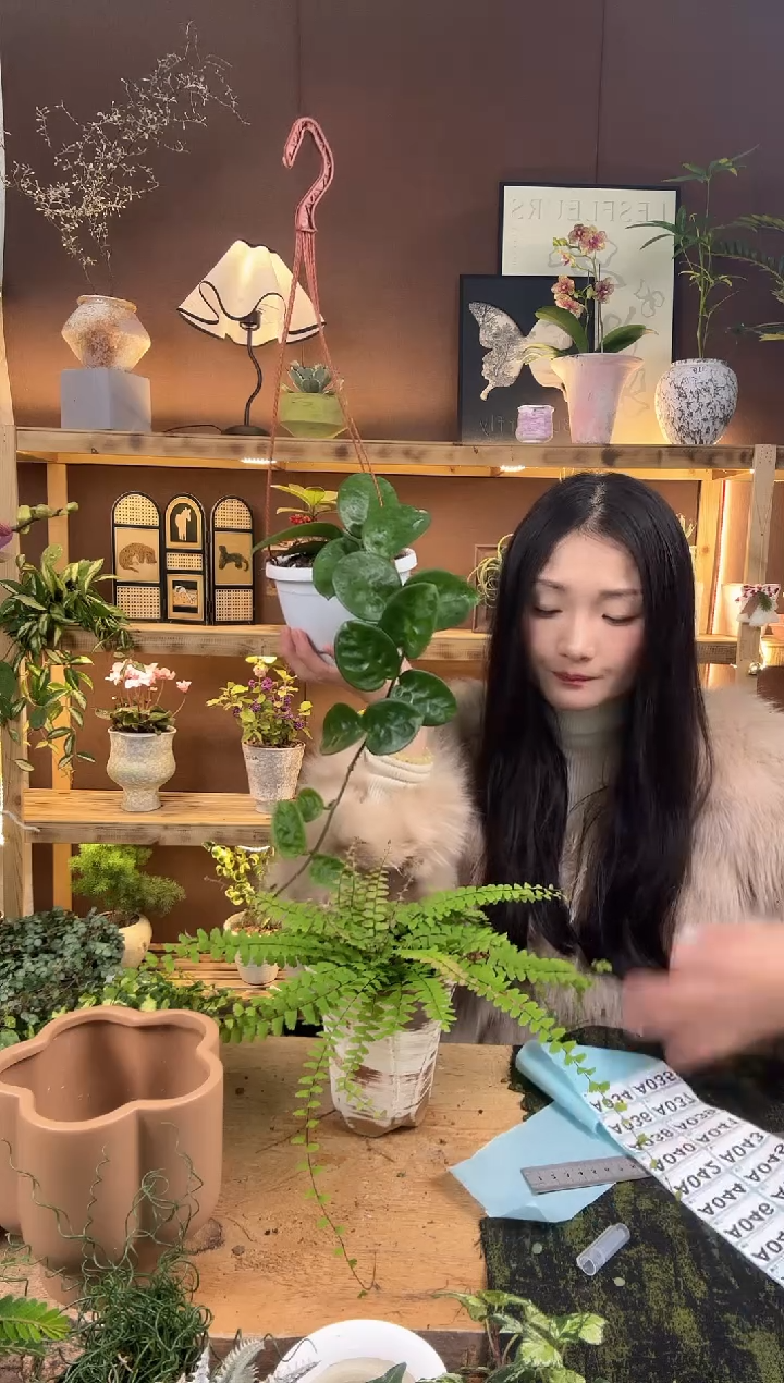 无花朵凡***悦033曼舞加盆一套