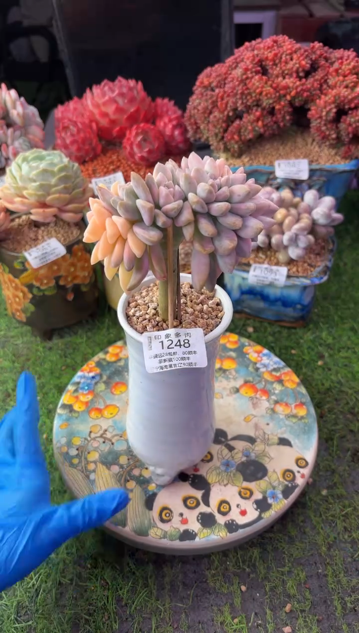 昆明印象多肉1248