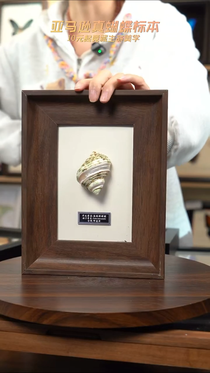 条纹绿蝾螺标本摆件