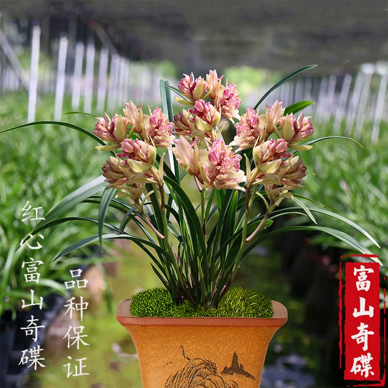 超漂亮!老种富山奇蝶 浓香型奇花 建兰好养室内盆栽 花卉