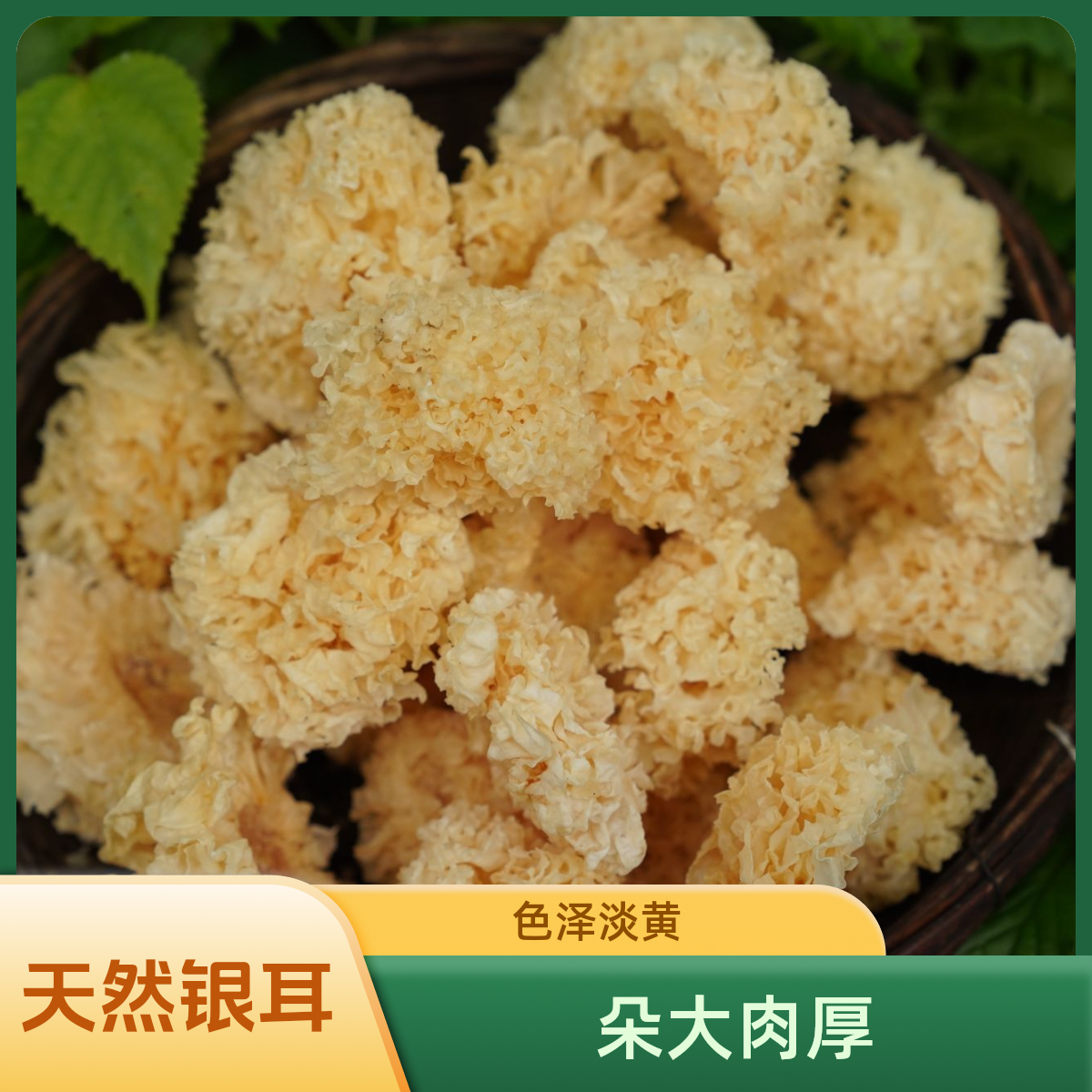 高山农家椴木小花银耳易出胶口感糯可用于多种羹品