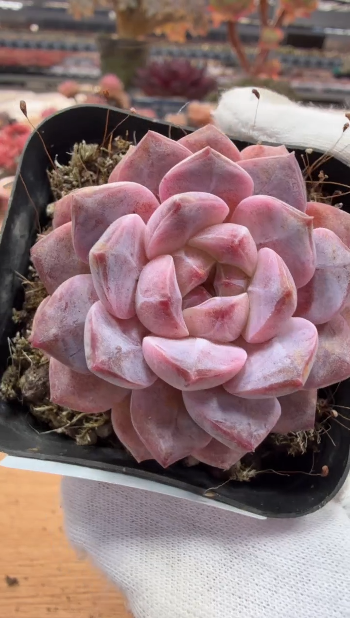 东云多肉园二店-35