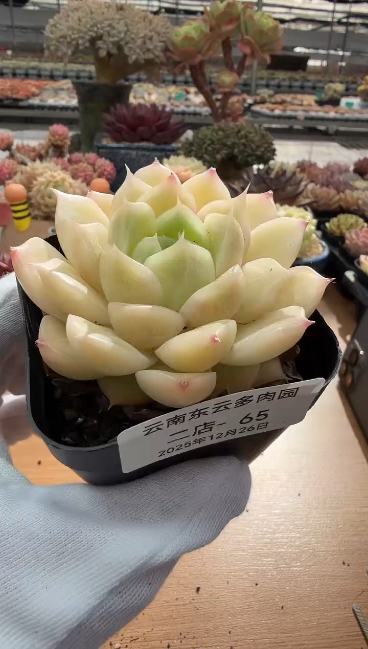东云多肉园二店-65