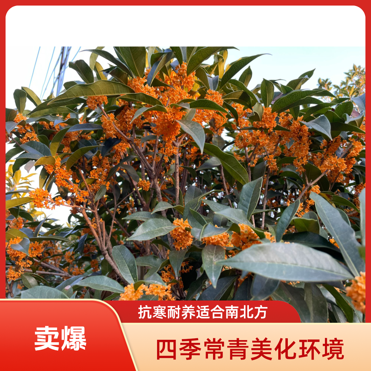 八月精品桂花树 抗寒耐养 四季常青南北方均可种植