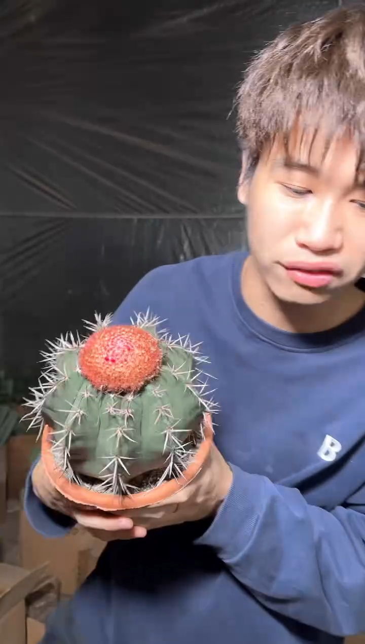 实生根 大层云【带云顶】