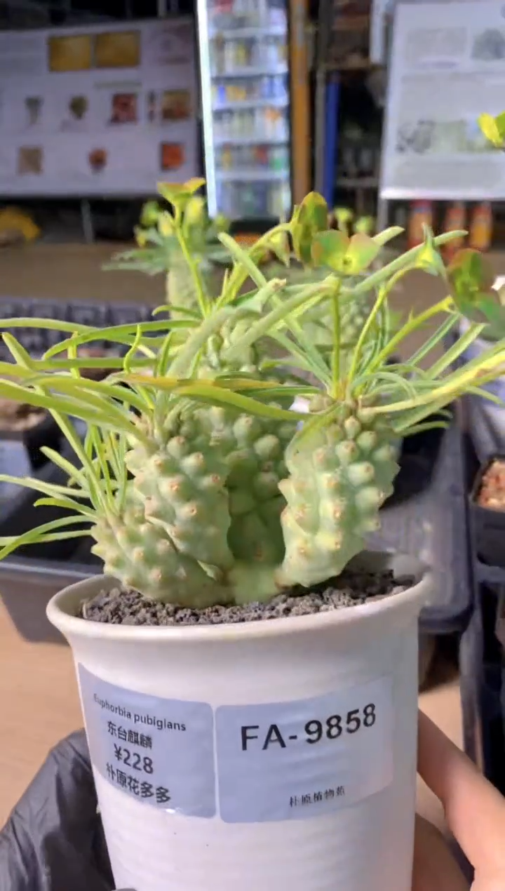 【闪购商品】东台麒麟FA-9858