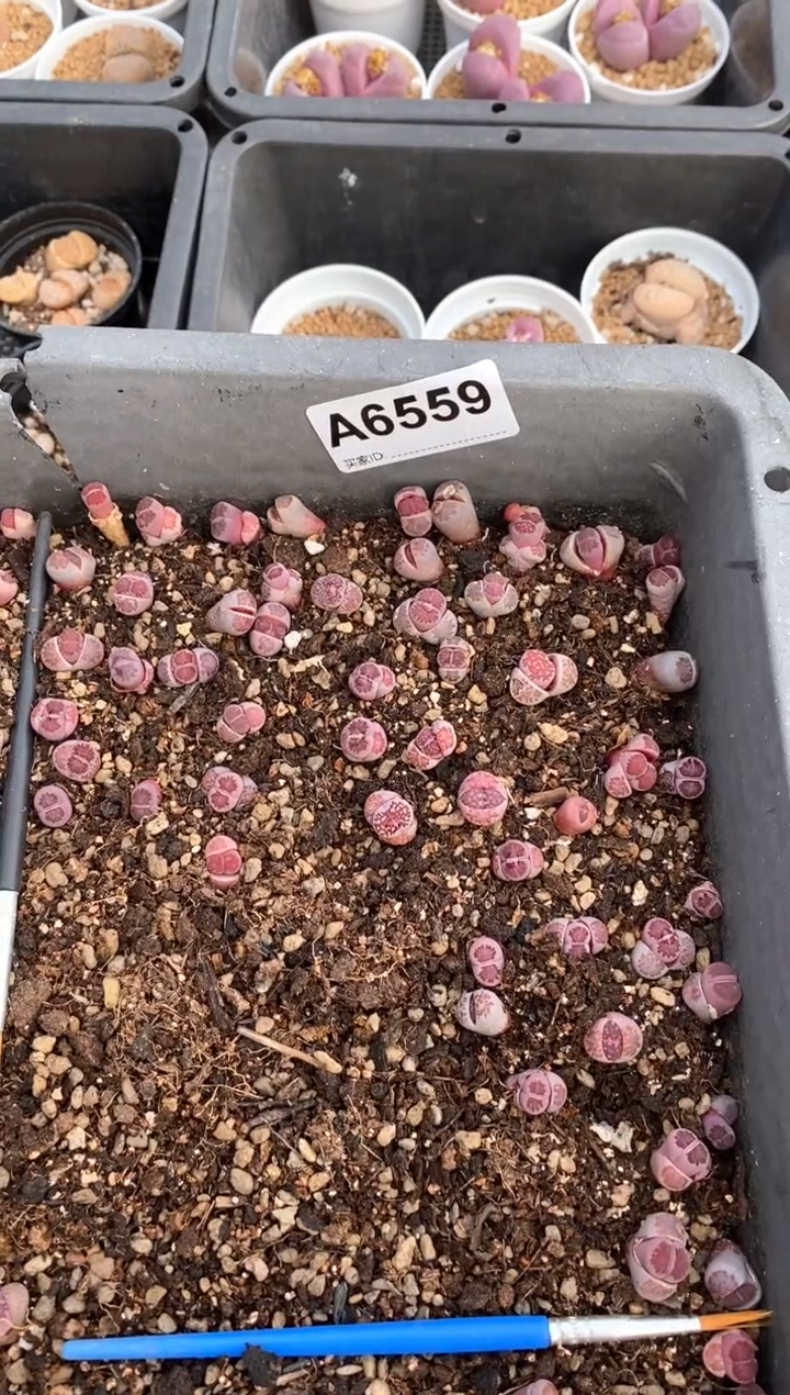 【闪购商品】6559直播一物一拍