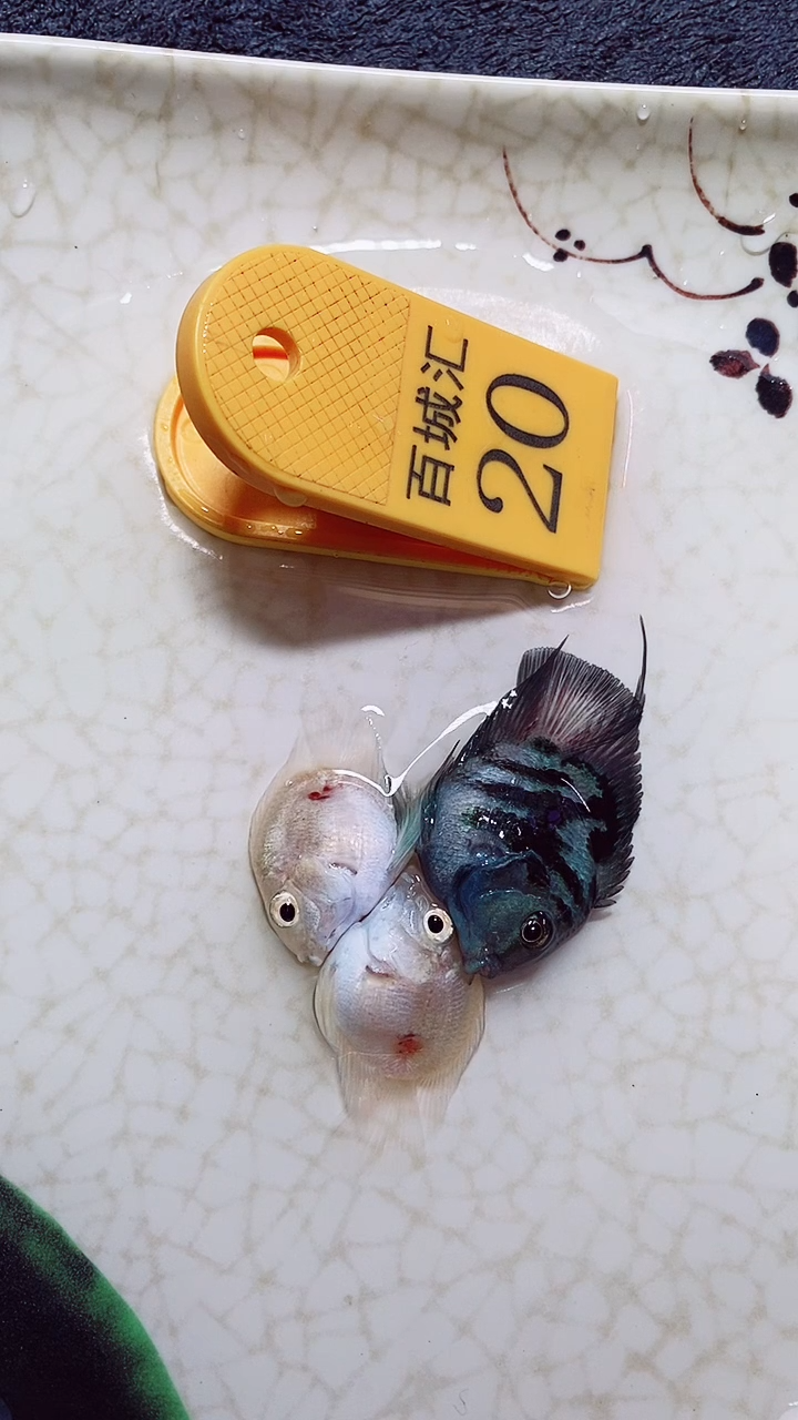 鹦鹉鱼121212121212121