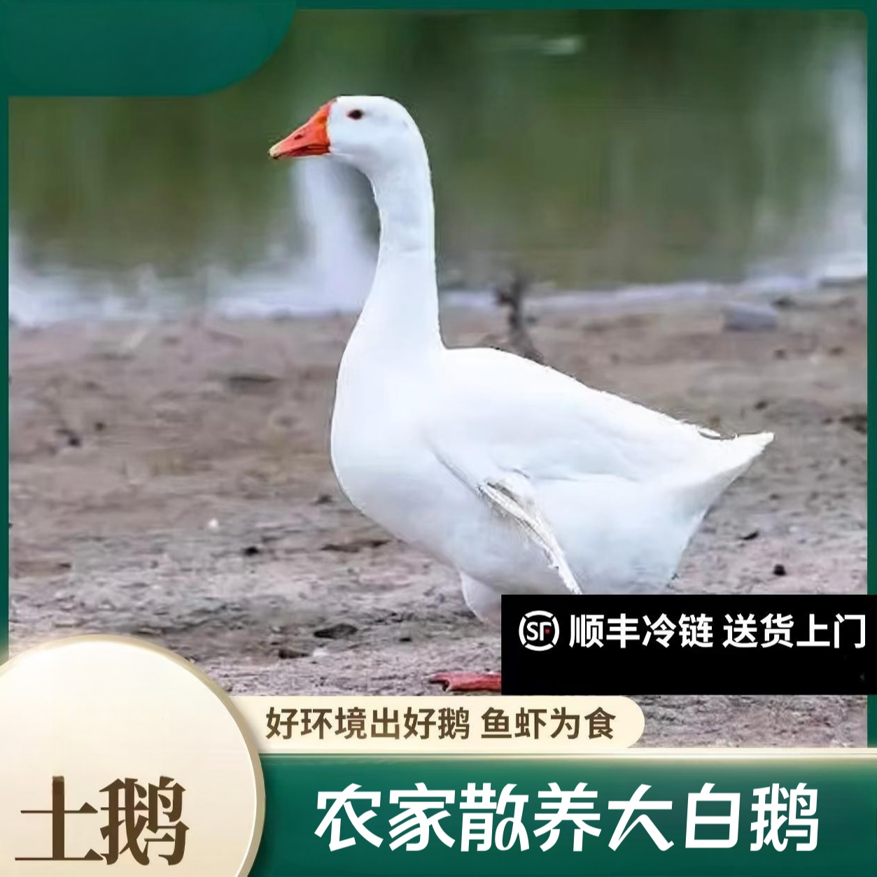 【方清】农家放养大白鹅 青年鹅 单只 杀好带心肝