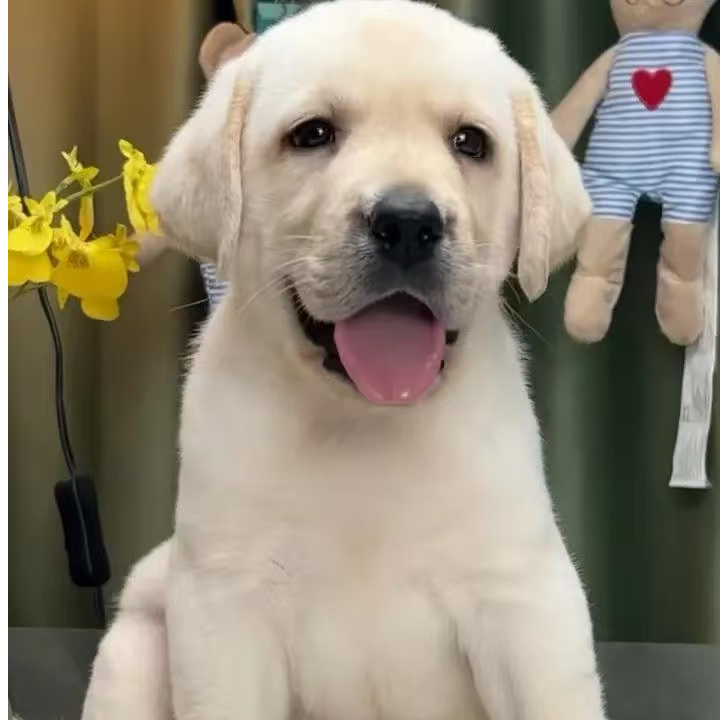 （新帝拉布拉多犬舍）拉布拉多伴侣犬活体狗狗
