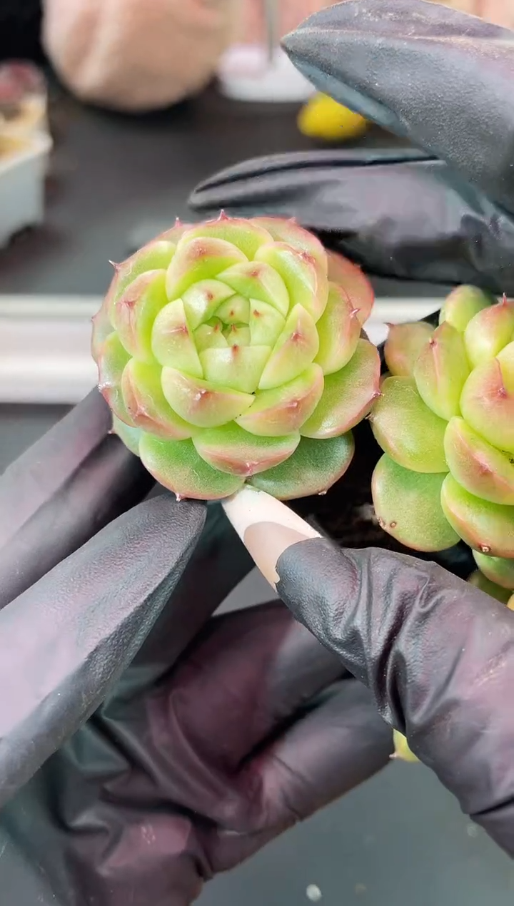 闪购1220  y-11多肉一颗  