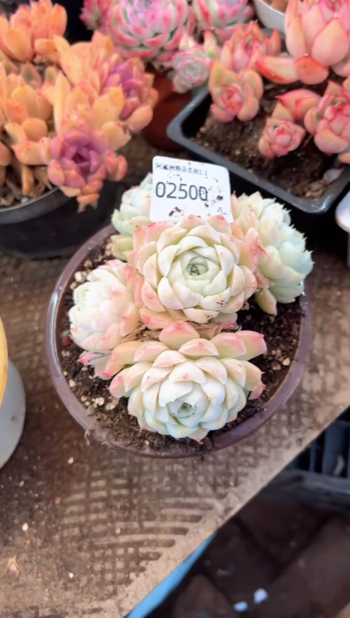 M*多肉植物一物一拍02500