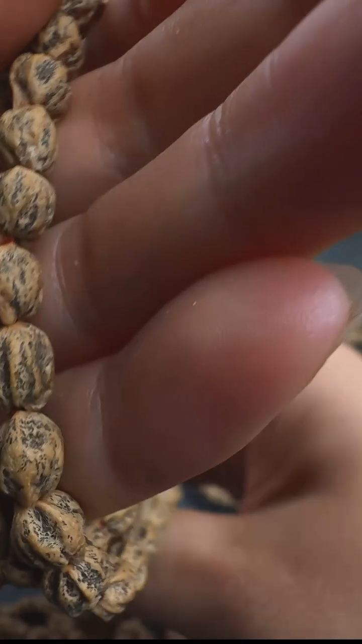手串柏香籽/百香籽⭕*郁金香尸陀林