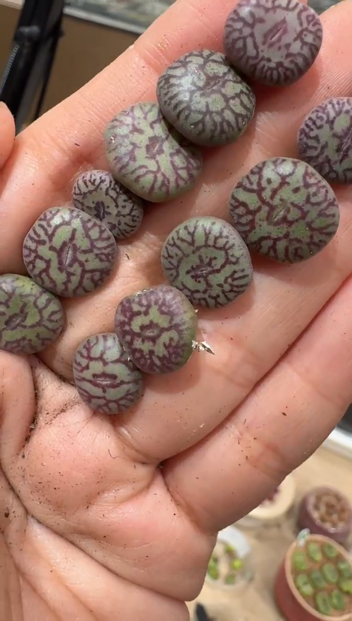 17多肉植物肉锥八重杂一颗