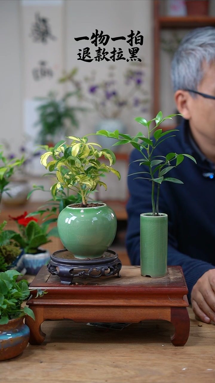 完全开放沂**洏鸭脚木=竹柏079