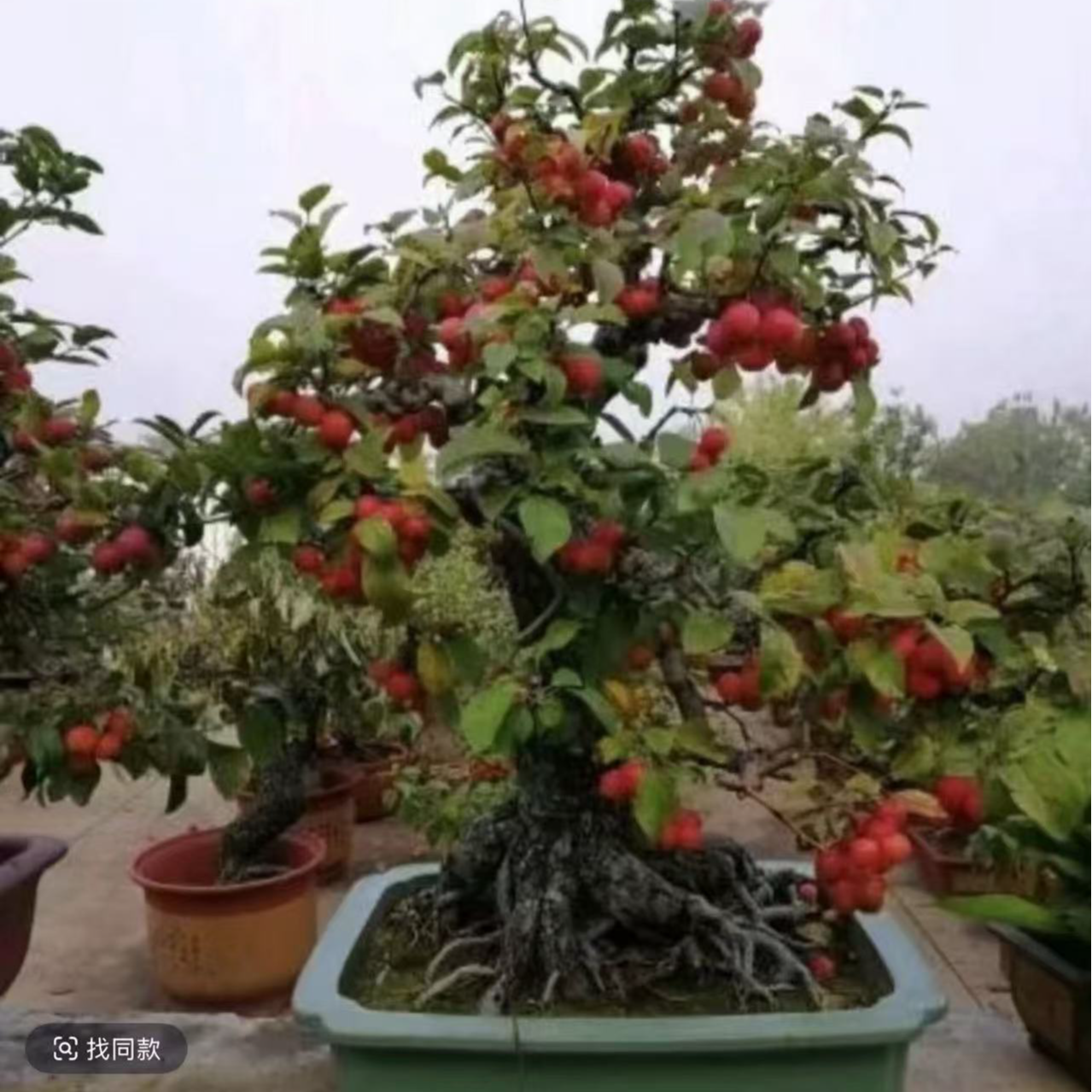 海棠盆景精品造型  一物一拍