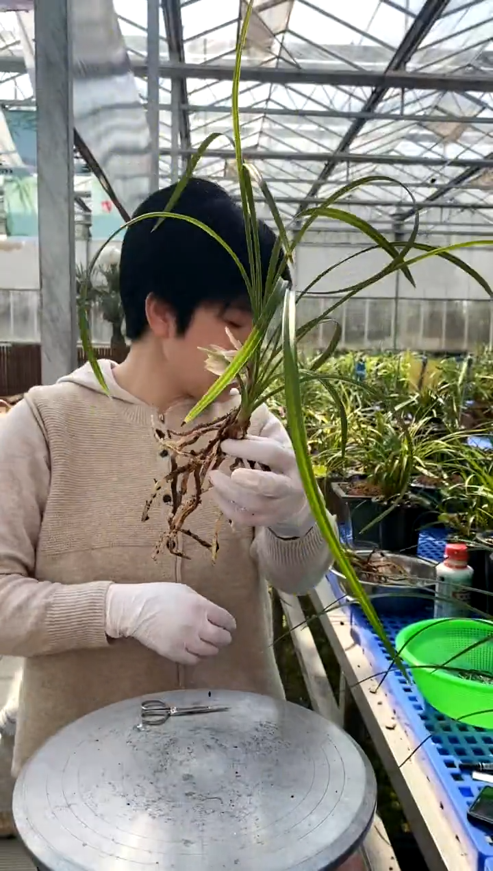 【闪购商品】余江蝉，墨染流年