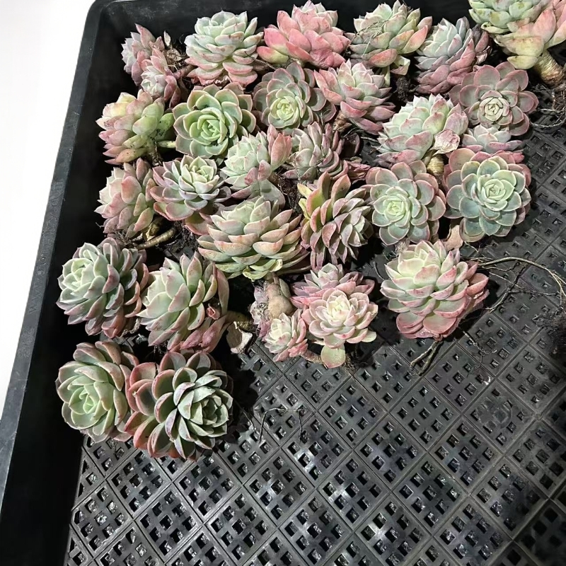 随机5颗小多肉（任意两单包邮）
