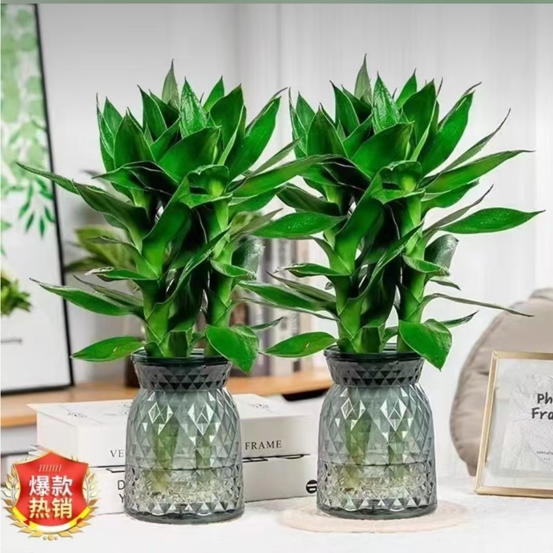 [买一送一]水培观音竹室内绿色植物桌面盆栽 配轻奢树脂花瓶