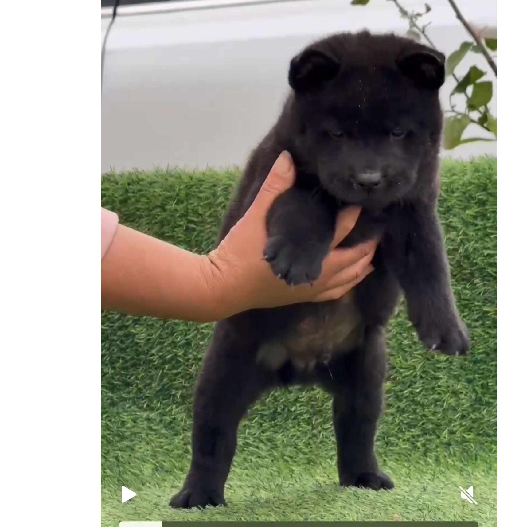 （文俊犬舍）狗狗活体