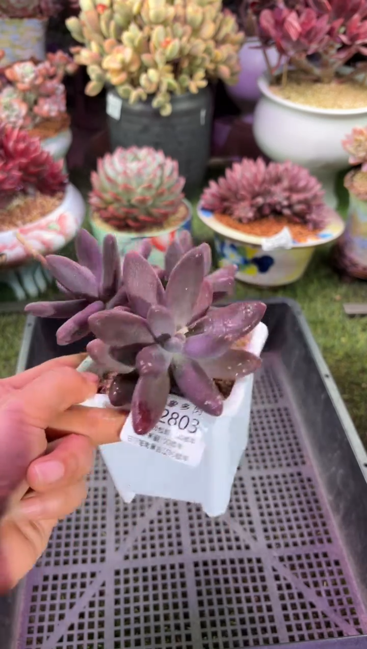 【闪购商品】02803