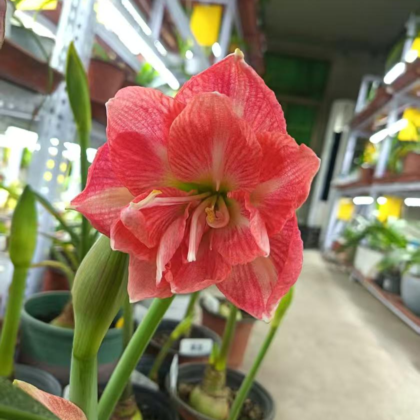 【赭石瀑布】朱顶红种球裸根