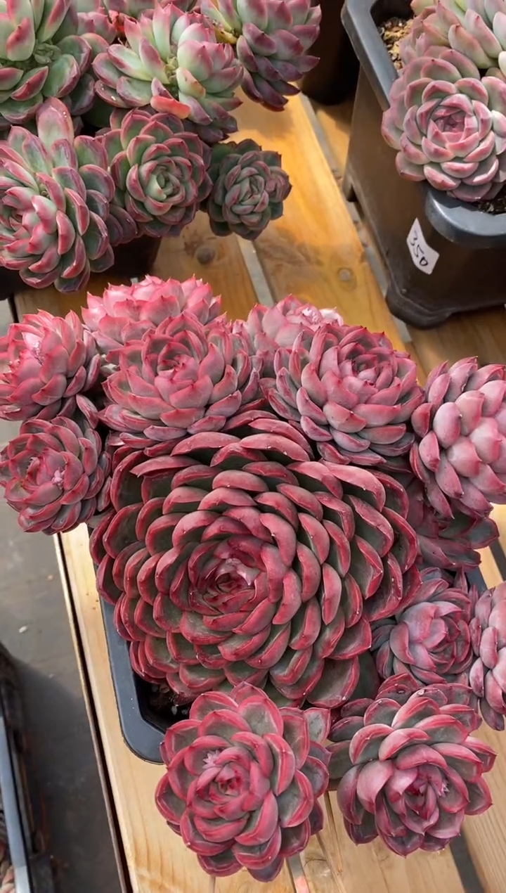 【闪购商品】精品杂交多肉