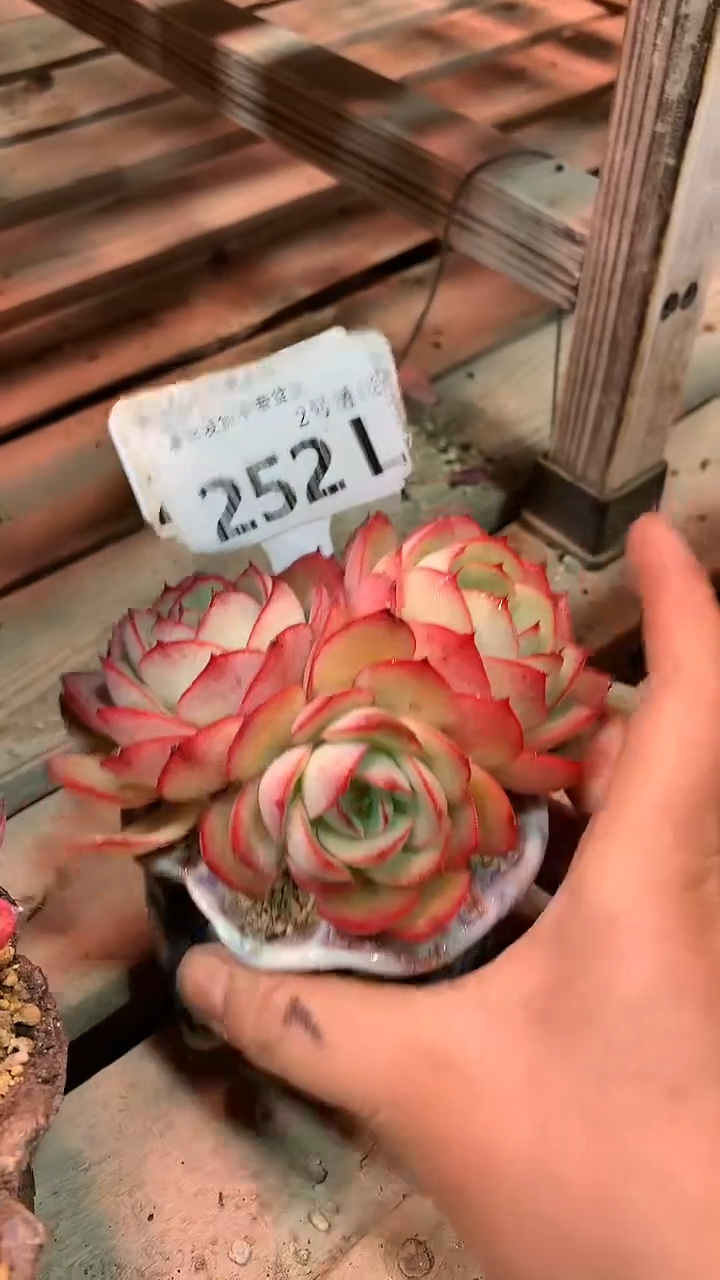 【闪购商品】252LLLL