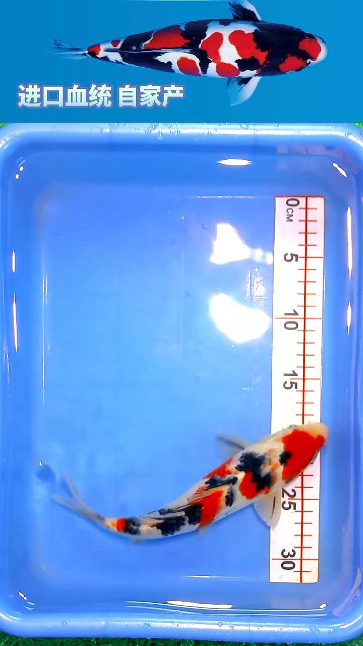 锦鲤12/24--2福漓源精选