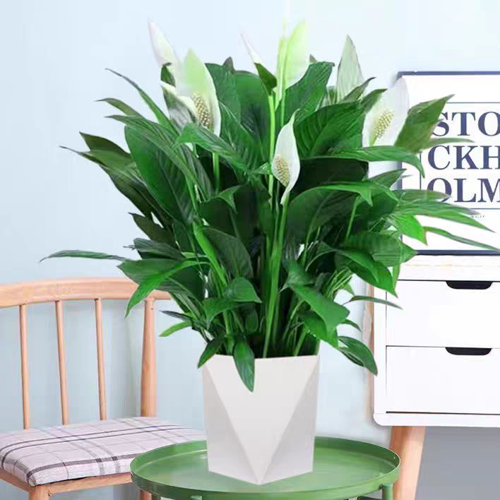 一帆风顺白掌盆栽大型室内净化绿植花卉水培土培四季开花好养易活