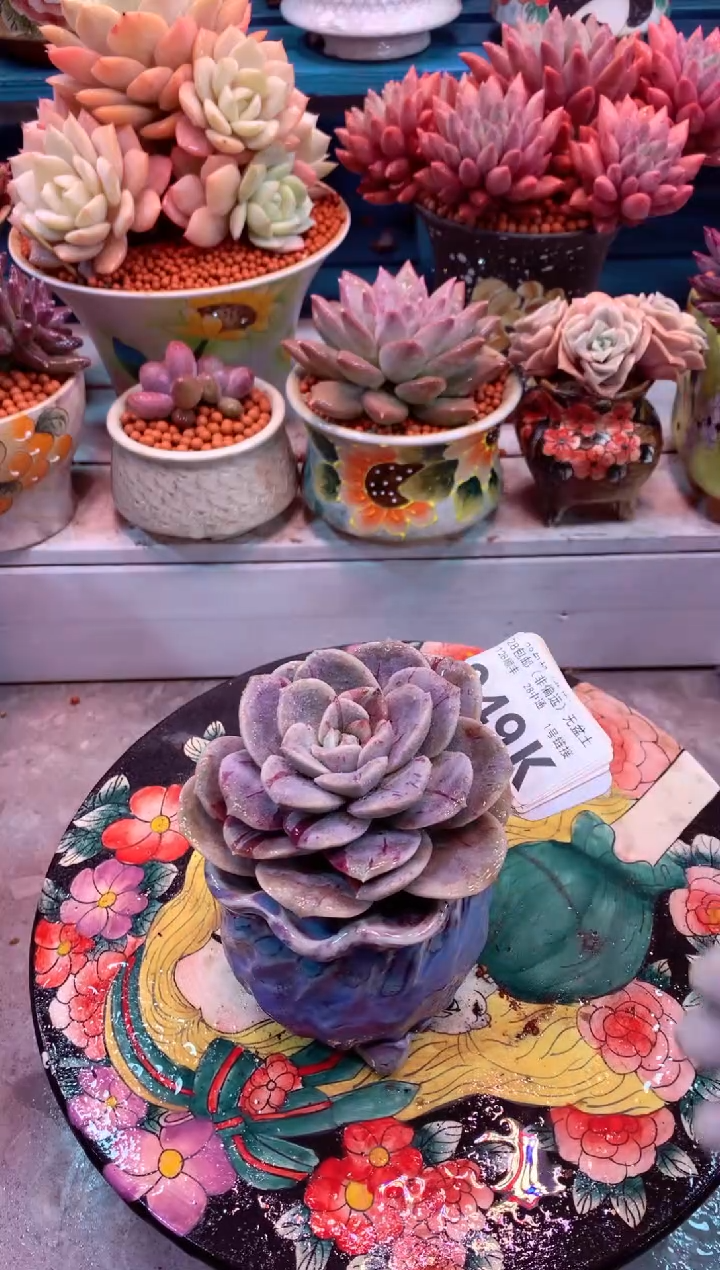 哈利沃森石化049K（一物一拍，精品多肉，所见即所得 ）