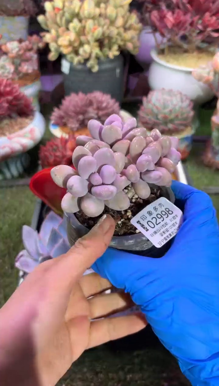 【闪购商品】02998